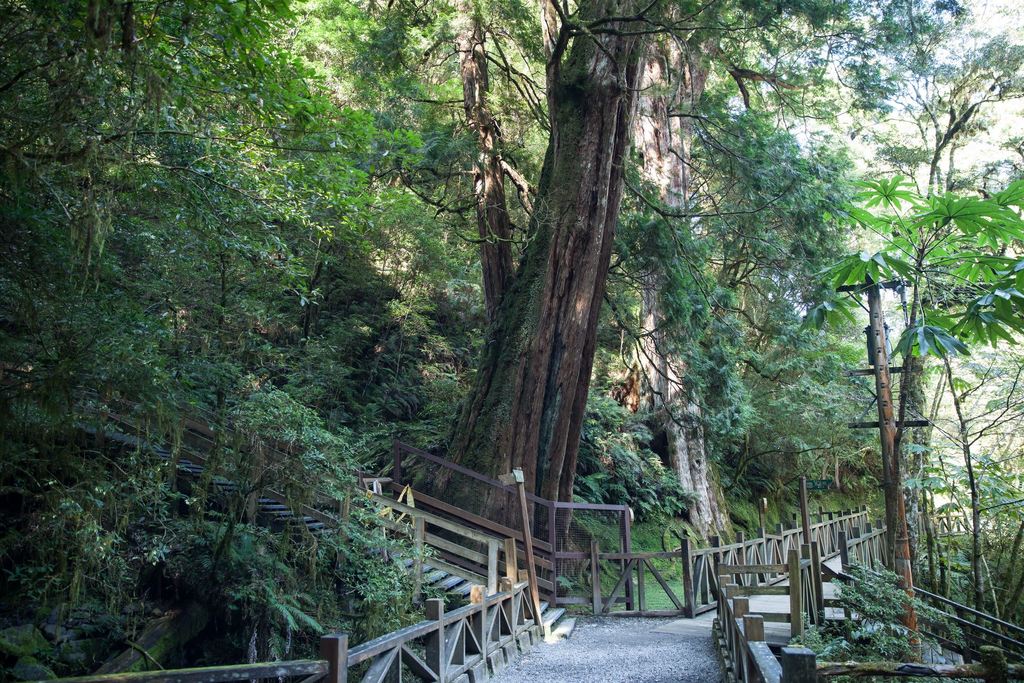 拉拉山巨木原鄉之旅